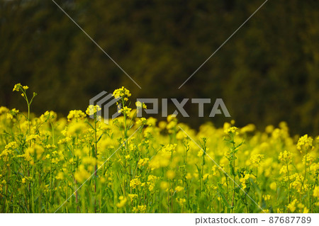 Oyake Kofunnoyama rape field Oyake Kofunnoyama rape field 87687789