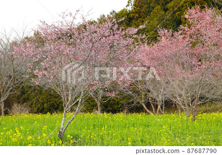 Kofunnoyama Park Rape blossoms and cherry blossoms Kofunnoyama Park Rape blossoms and cherry blossoms 87687790