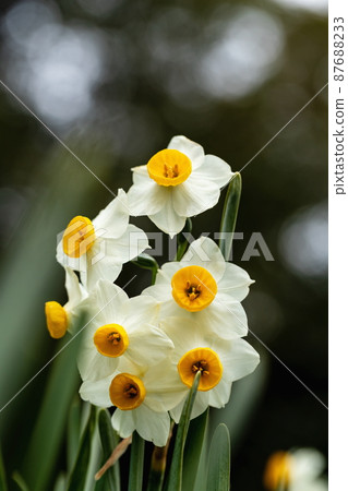 Narcissus flowers (Mitoyo City, Kagawa Prefecture, Shiudeyama) 87688233