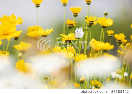 美麗的花朵和美麗的白菜白蝴蝶在一個新鮮的春天花田 87688442