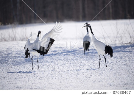 Dandoral起重機 87688467