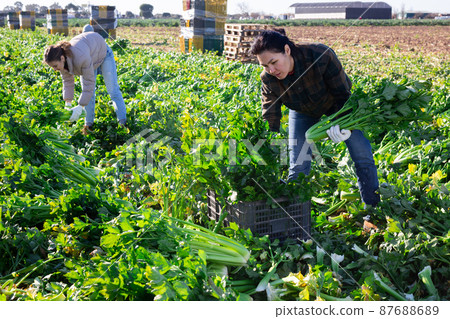 Woman engaged in cultivation of organic vegetables, arranging crop of ripe celery in boxes on field Woman engaged in cultivation of organic vegetables, arranging crop of ripe celery in boxes on field 87688689