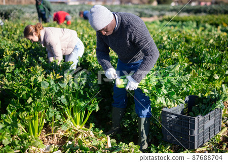 African American worker harvesting celery on farm plantation in spring African American worker harvesting celery on farm plantation in spring 87688704
