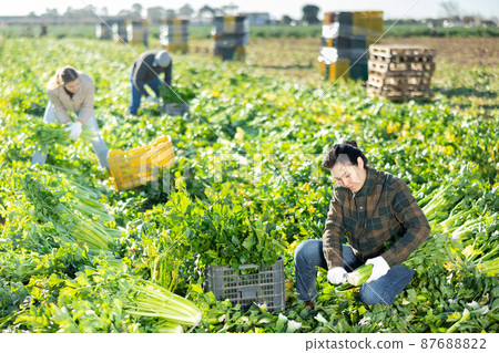 Woman harvesting celery on vegetable field Woman harvesting celery on vegetable field 87688822