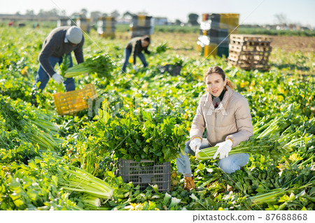 Woman harvesting celery on vegetable field 87688868