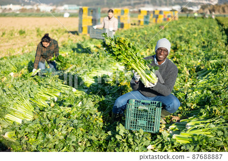 Man harvesting celery on vegetable field 87688887