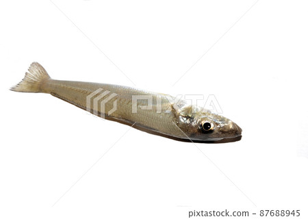 日本鱈魚 87688945