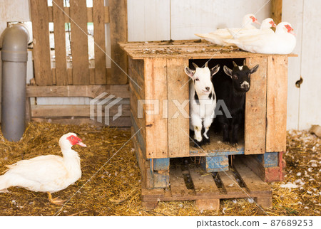 Muscovy ducks and goats Muscovy ducks and goats 87689253
