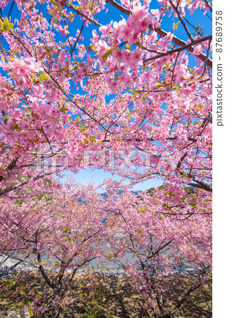 Kawazu cherry blossoms in Tsukumi City, Oita Prefecture 87689758