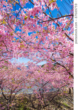 Kawazu cherry blossoms in Tsukumi City, Oita Prefecture Kawazu cherry blossoms in Tsukumi City, Oita Prefecture 87689759