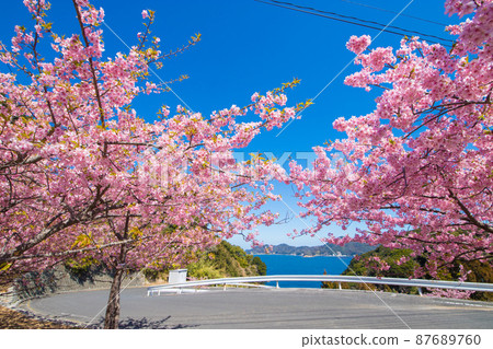 Kawazu cherry blossoms in Tsukumi City, Oita Prefecture 87689760