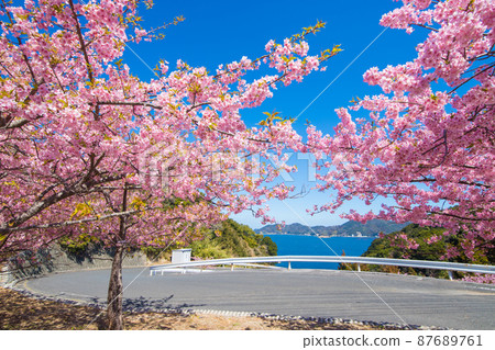 Kawazu cherry blossoms in Tsukumi City, Oita Prefecture 87689761