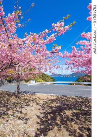 Kawazu cherry blossoms in Tsukumi City, Oita Prefecture 87689762