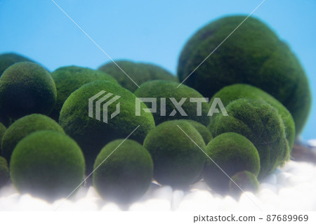 Marimo Marimo 87689969
