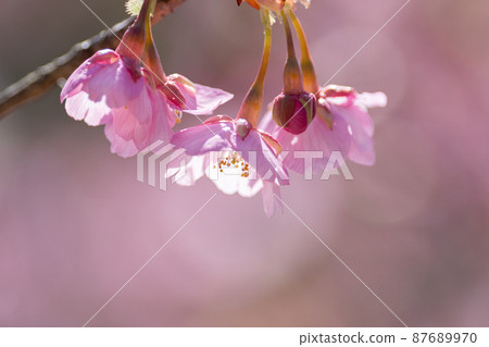 Kawazu cherry tree Kawazu cherry tree 87689970
