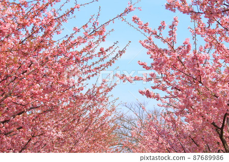 Nagisa Park (Minamikasai, Edogawa-ku) Kawazu Sakura Tunnel 87689986