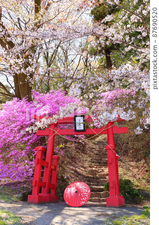 Akiruno City Amiyo Bentenyama Sakura Akiruno City Amiyo Bentenyama Sakura 87690520