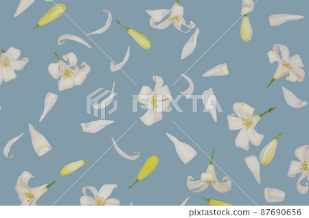 Orange jasmine flower isolated  background 87690656
