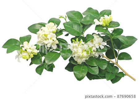 Orange jasmine flower isolated on white background Orange jasmine flower isolated on white background 87690658
