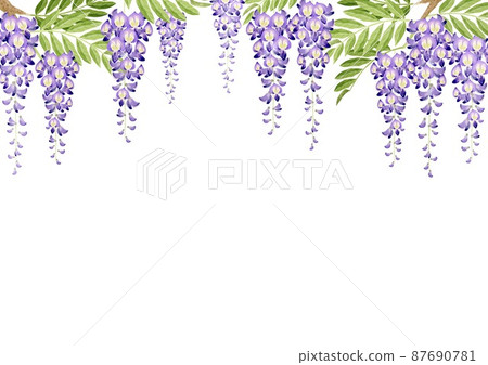 紫藤花 春天的花朵 夏天的花朵 背景框架 水彩插圖 87690781