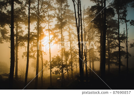 pine landscape pictures with the sunlight, the nature is beautiful pine landscape pictures with the sunlight, the nature is beautiful 87690857