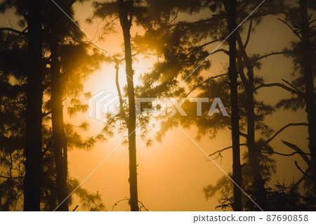 pine landscape pictures with the sunlight, the nature is beautiful pine landscape pictures with the sunlight, the nature is beautiful 87690858