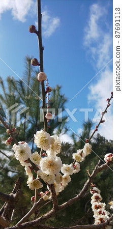 White plum blossoms in the blue sky 87691118