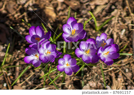Spring flowers blooming Spring flowers blooming 87691157