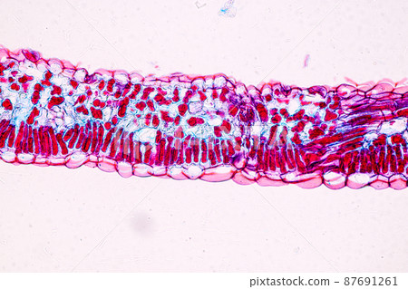 Host cells with spores (mold) are inside wood under the microscope for education. Host cells with spores (mold) are inside wood under the microscope for education. 87691261