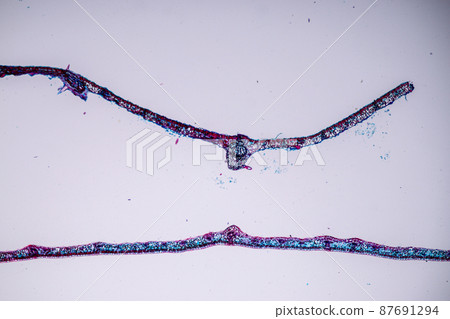 Host cells with spores (mold) are inside wood under the microscope for education. Host cells with spores (mold) are inside wood under the microscope for education. 87691294