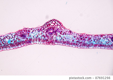 Host cells with spores (mold) are inside wood under the microscope for education. Host cells with spores (mold) are inside wood under the microscope for education. 87691298
