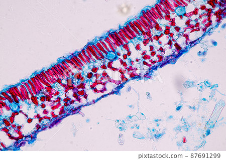 Host cells with spores (mold) are inside wood under the microscope for education. Host cells with spores (mold) are inside wood under the microscope for education. 87691299