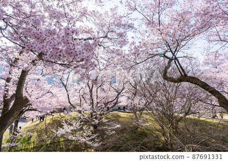 [Spring view of Nagano Prefecture] Sakura scenery of Takato Castle Ruins Park 87691331