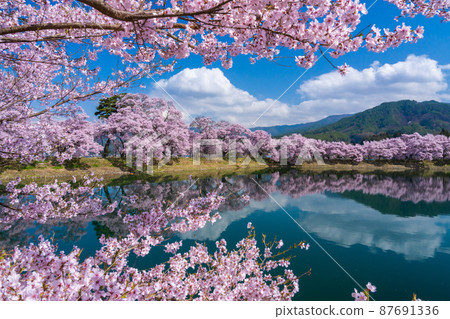 [Scenic view of Nagano Prefecture] The bank of the six roads in the spring 87691336
