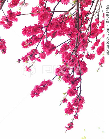 Double-flowered red flower of Hanamomo white - Stock Photo