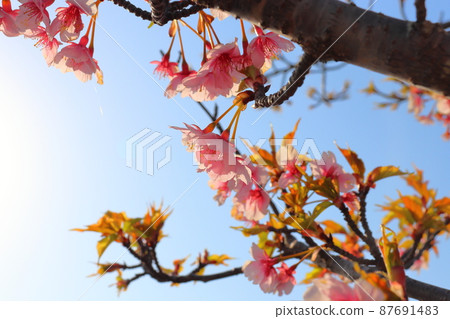 Leaf cherry blossoms, blue sky, sunlight Leaf cherry blossoms, blue sky, sunlight 87691483