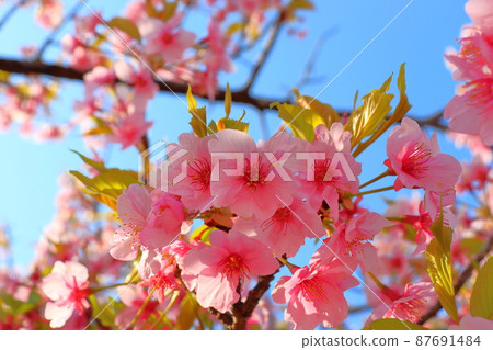 Leaf cherry blossoms, blue sky, sunlight 87691484
