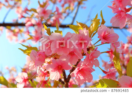Leaf cherry blossoms, blue sky, sunlight Leaf cherry blossoms, blue sky, sunlight 87691485