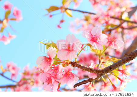 Leaf cherry blossoms blue sky 87691624