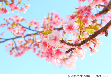 Leaf cherry blossoms blue sky 87691625