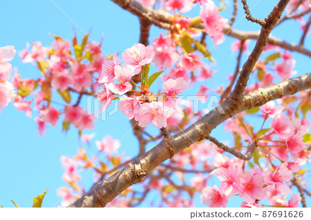 Leaf cherry blossoms blue sky 87691626