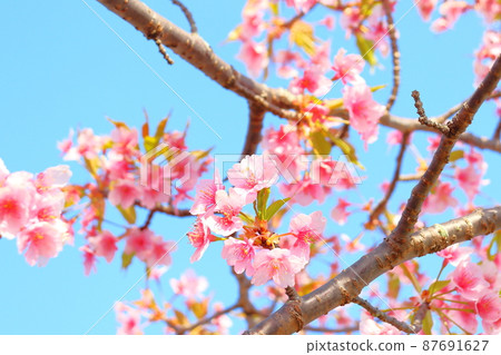 Leaf cherry blossoms blue sky Leaf cherry blossoms blue sky 87691627