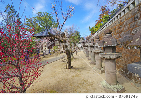 久留米市臨濟宗梅林寺梅樹和石燈籠 久留米市臨濟宗梅林寺梅樹和石燈籠 87691749