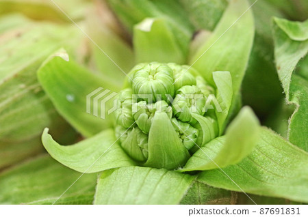 Fukinotou, a perennial plant that grows naturally in the mountains in early spring 87691831