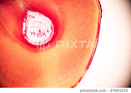 Tooth development from human under microscope view for education. Tooth development from human under microscope view for education. 87691870