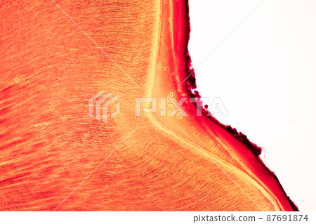 Tooth development from human under microscope view for education. 87691874