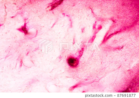 Tooth development from human under microscope view for education. 87691877