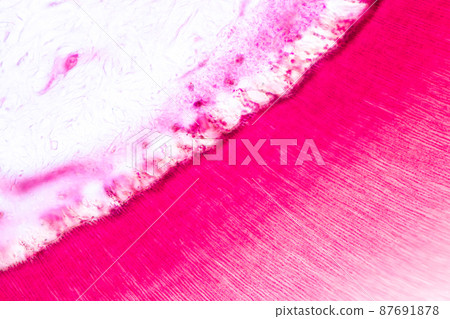 Tooth development from human under microscope view for education. 87691878