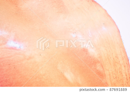 Tooth development from human under microscope view for education. Tooth development from human under microscope view for education. 87691889