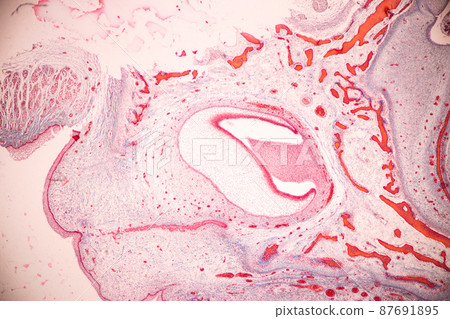Tooth development from human under microscope view for education. 87691895